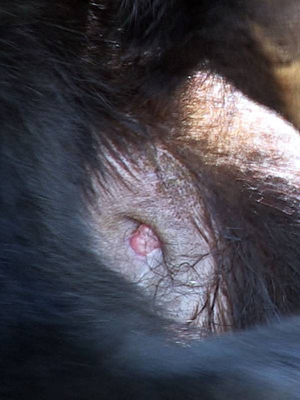 Aster's wound closeup