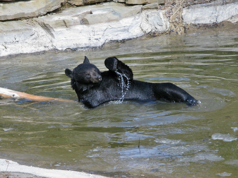Lucky plays in the pond