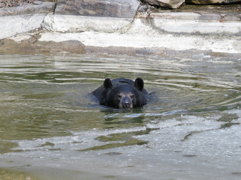 Lucky takes an icy swim