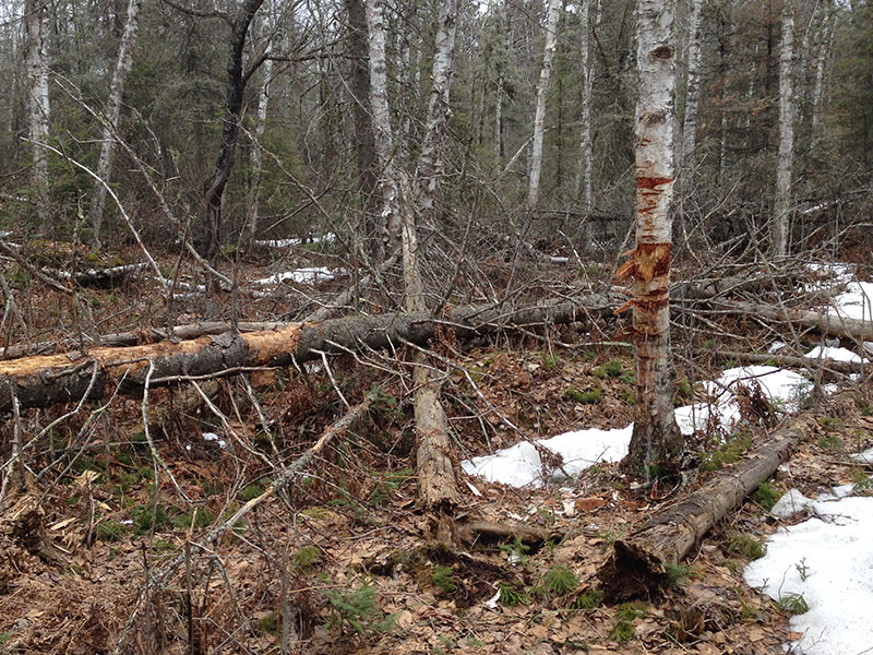 Bitten birch near Fern's den