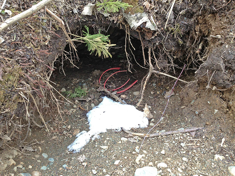 Fern's collar in her den