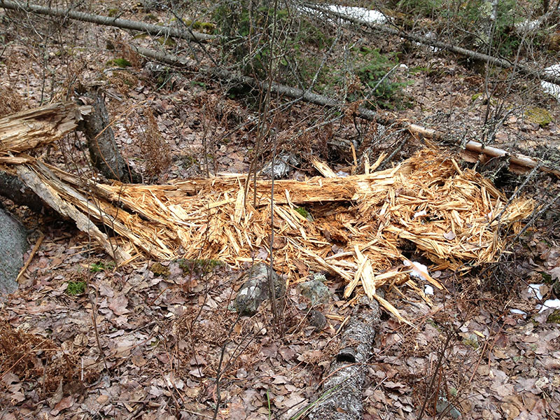 Log torn apart for grubs