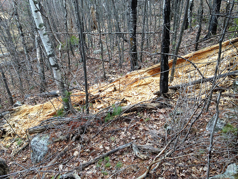 Log torn apart by Lily, Ellie, and Eli