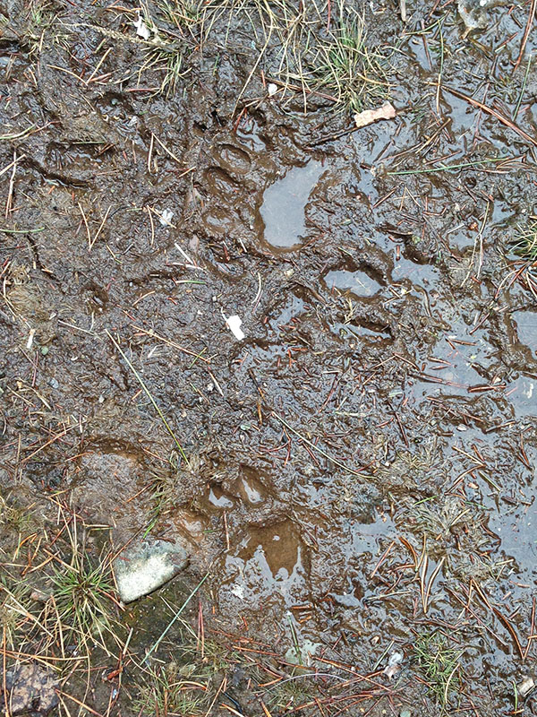 Tracks of Lily and yearling