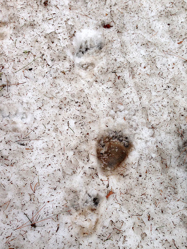 Lily's tracks in snow