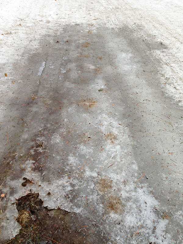 Lily and yearling tracks on ice