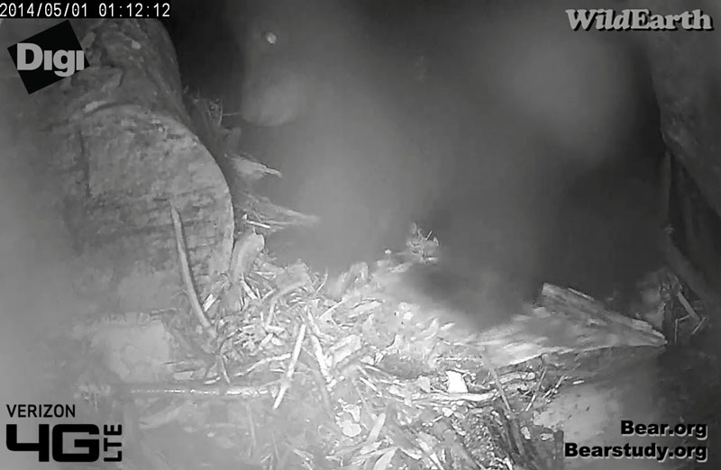 Cub backs up to do his business