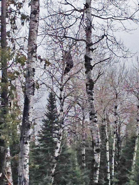 Lucky climbs to forage on catkins