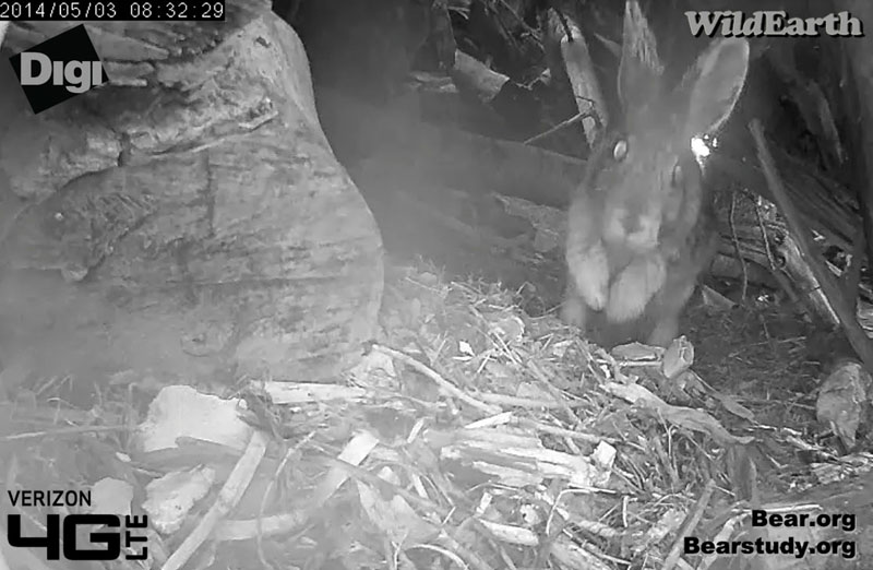 Snowshoe hare in Juliet's den
