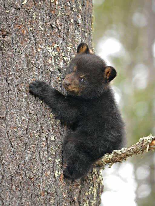 20140503 Ray sits on branch - May 3