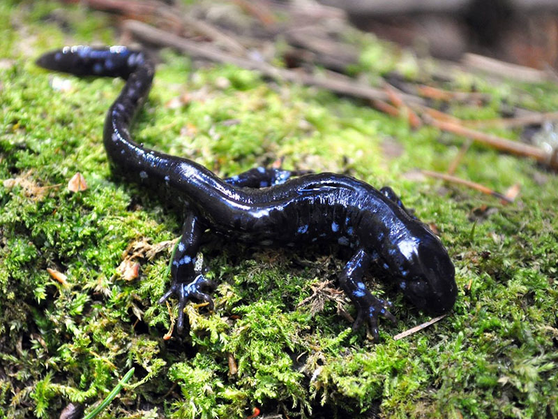 Blue-spot salamander