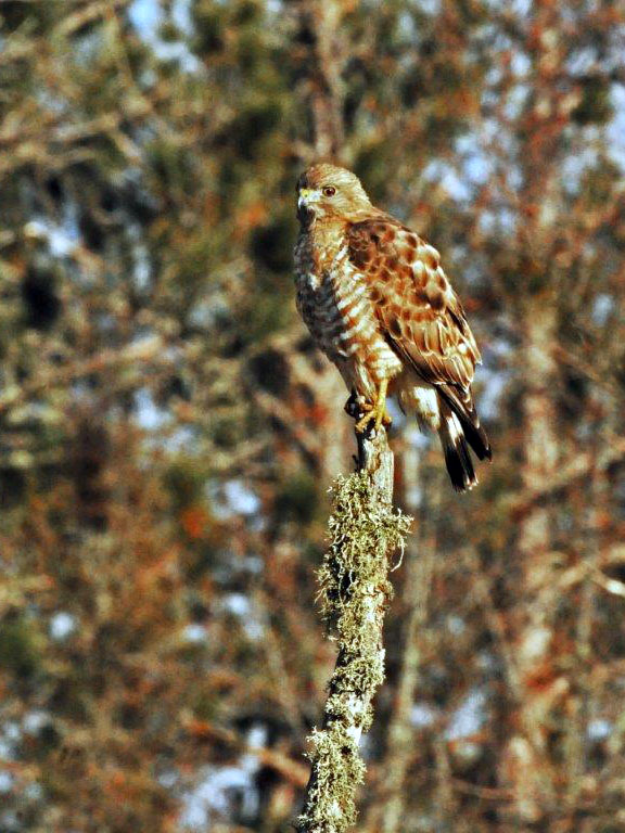 Broad-winged Hawk