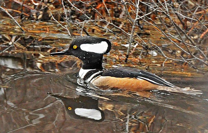 Hooded Merganser
