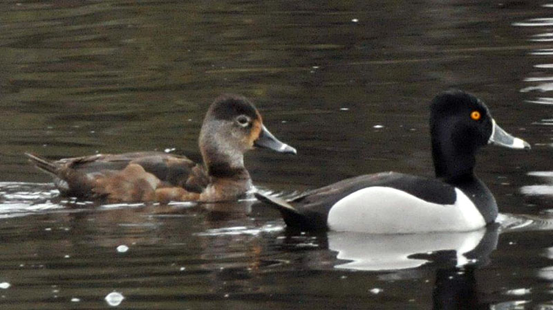 Ring-necked Ducks