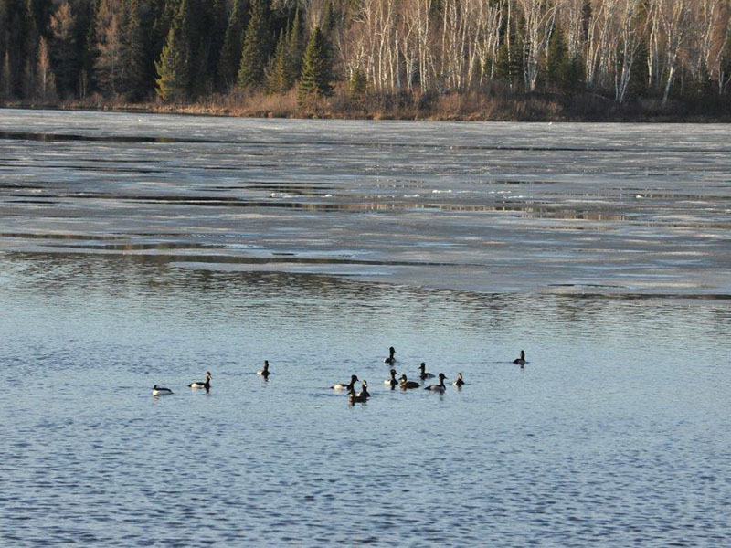 Ringneck and Baldpate ducks on Robinson Lake