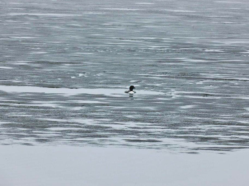 Loon in ice