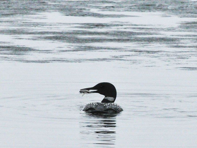 Loon with fish