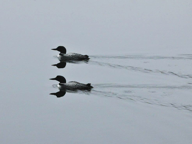 Loons on calm water