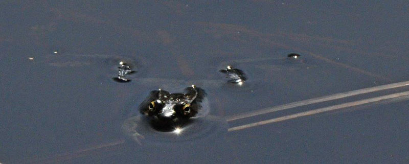 Wood frog