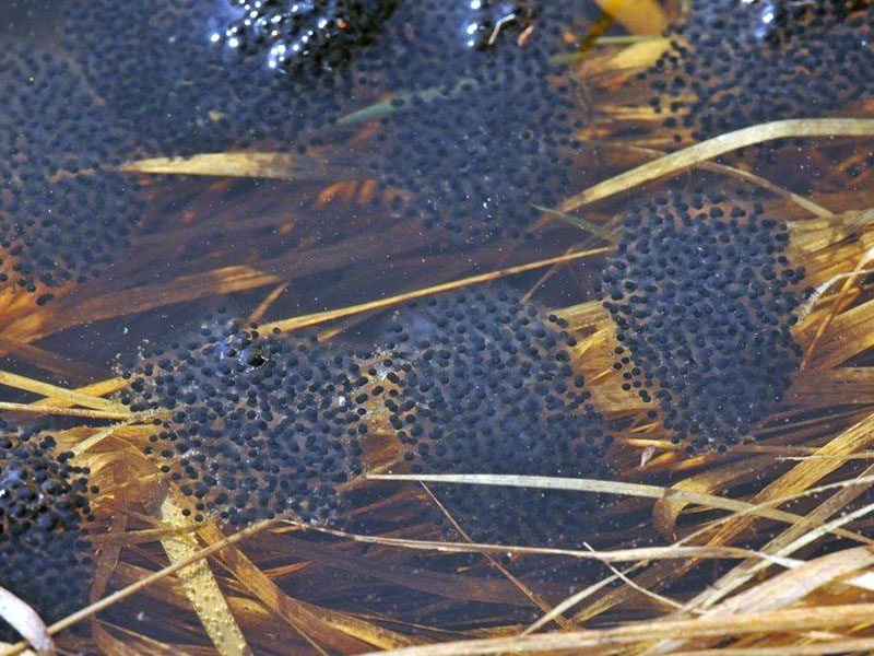 Wood frog eggs