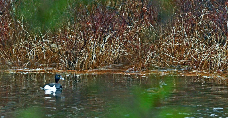 Ring-necked Ducks