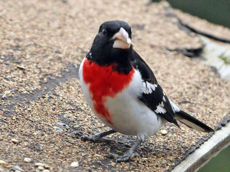 Rose-breasted Grosbeak