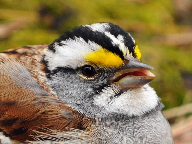 White-throated Sparrow