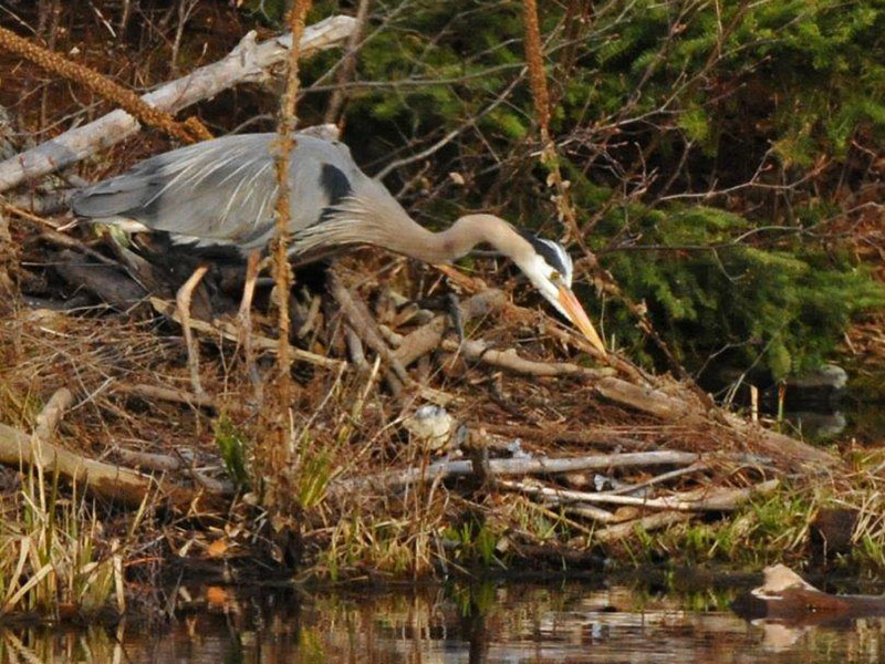 Great Blue Heron