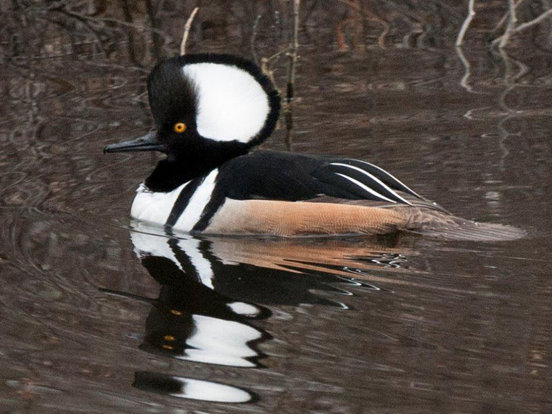 Hooded Merganser