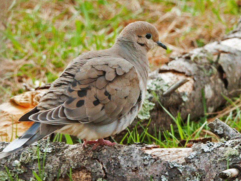 Mourning Dove