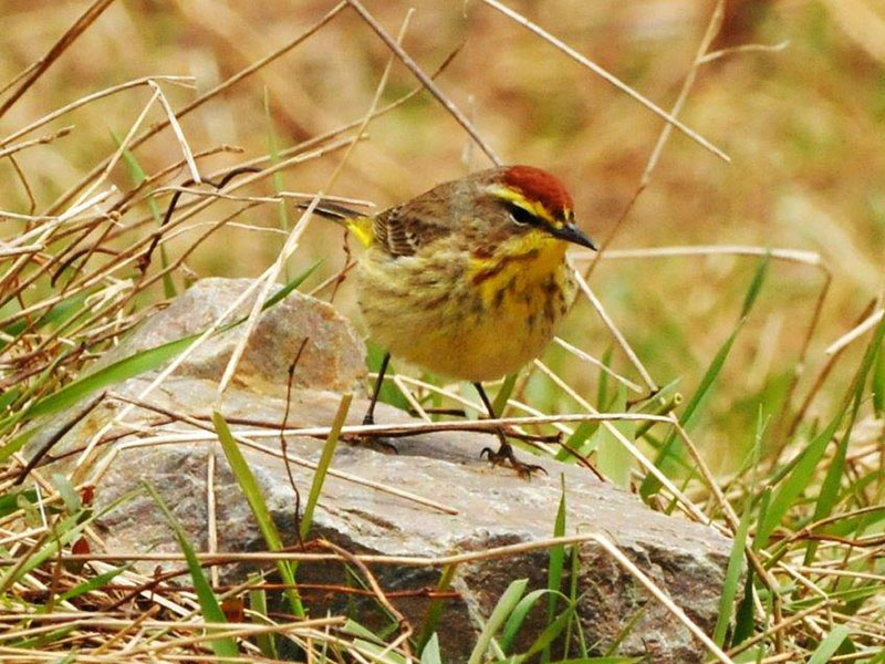 Palm Warbler