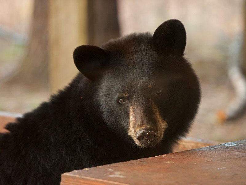 2-year-old female