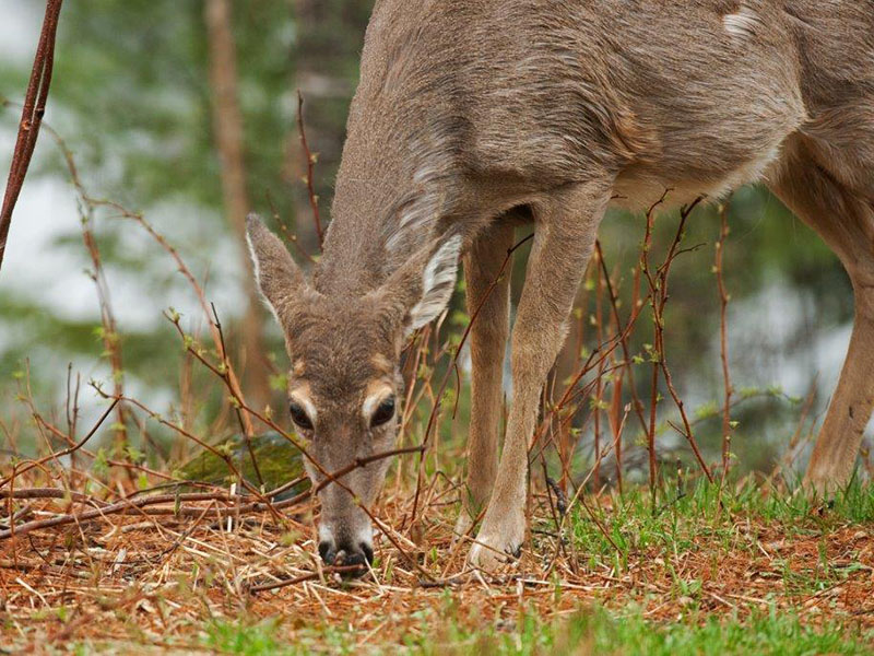 White-tailed Deer shedding