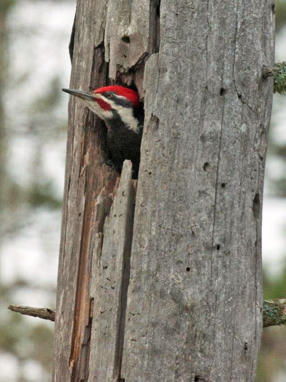 Pileated Woodpecker
