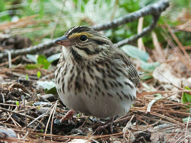 Savannah sparrow