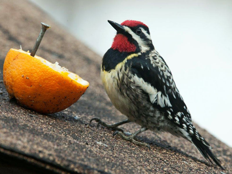 20140520 Yellow-bellied Sapsucker