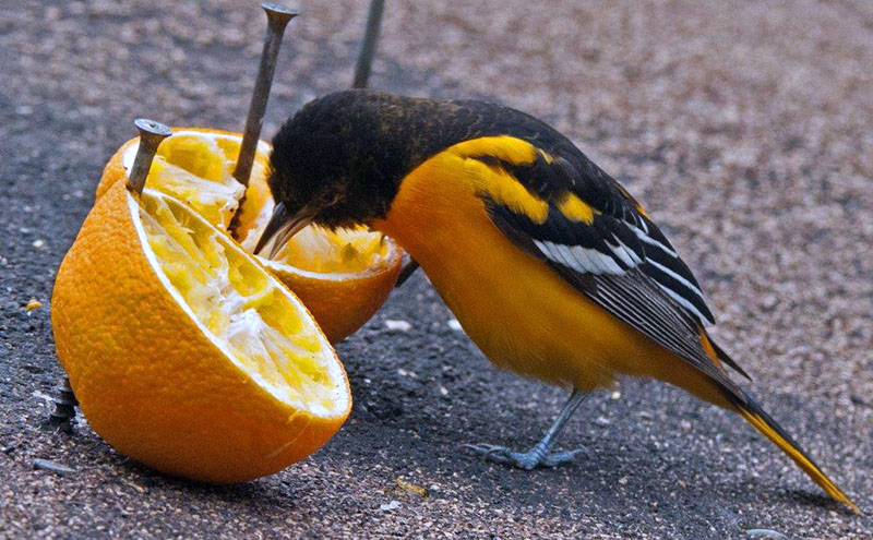 Baltimore Oriole