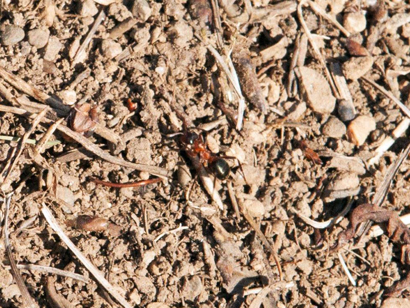 Ant on anthill