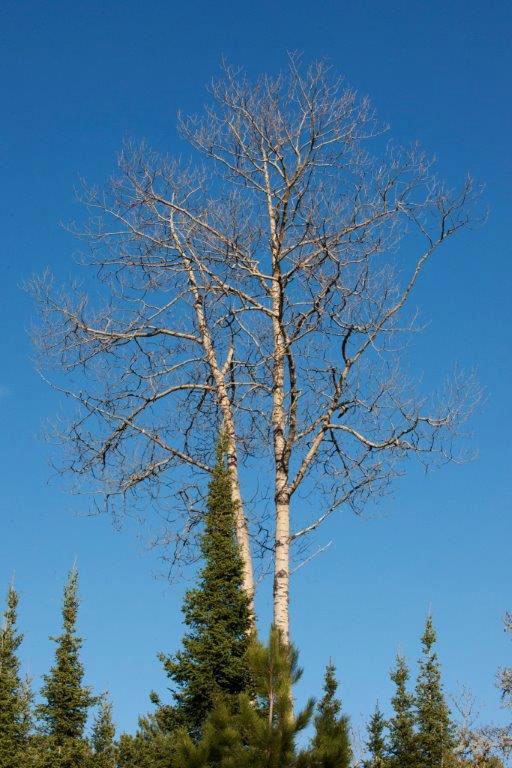 20140522 Big-toothed aspen