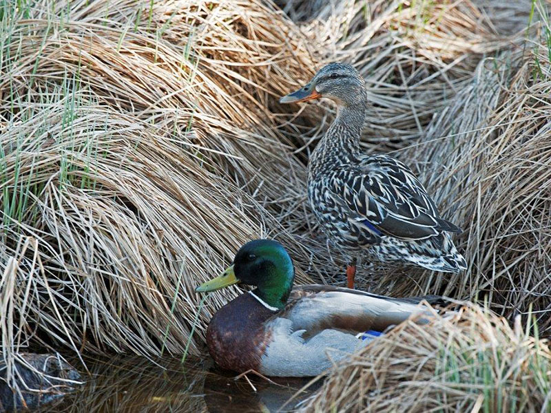 Mallard pair