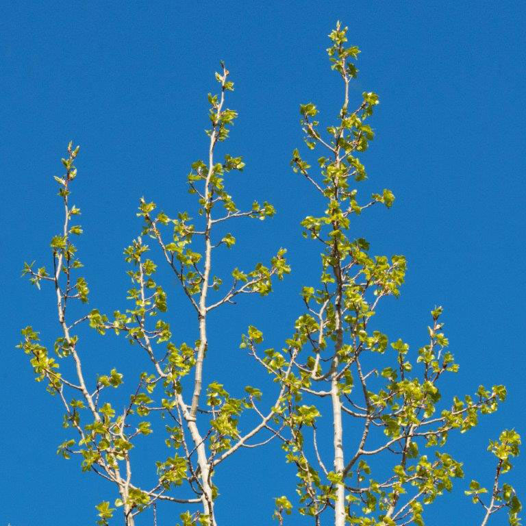 Quaking Aspen