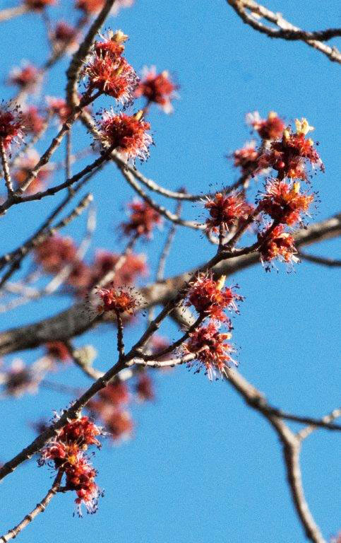 Red Maple blossoms