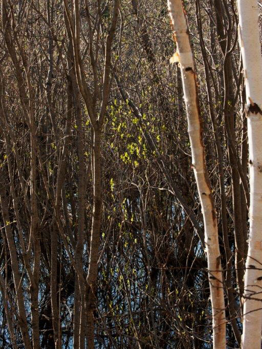 Willlows leafing out