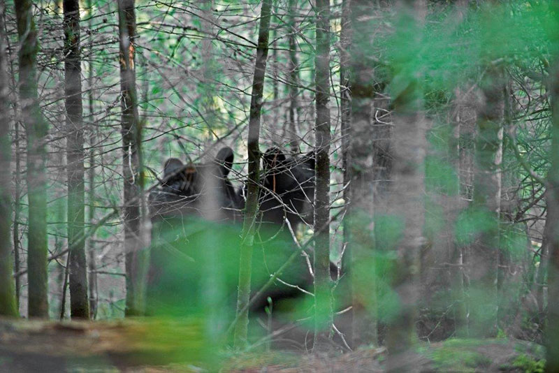A bear joins Lily