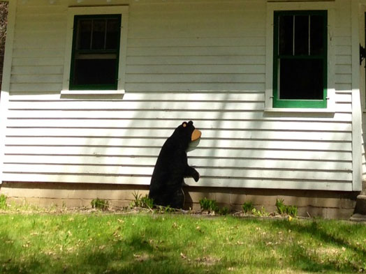 The rare Ursus plywoodii