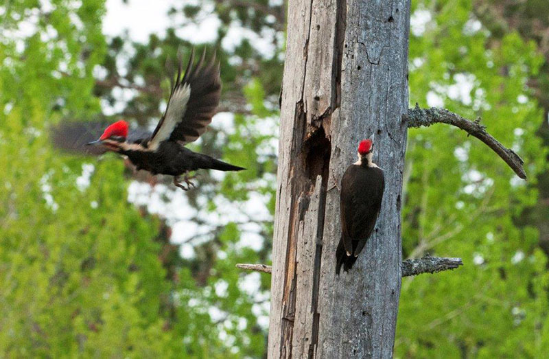 Pileated male leaves