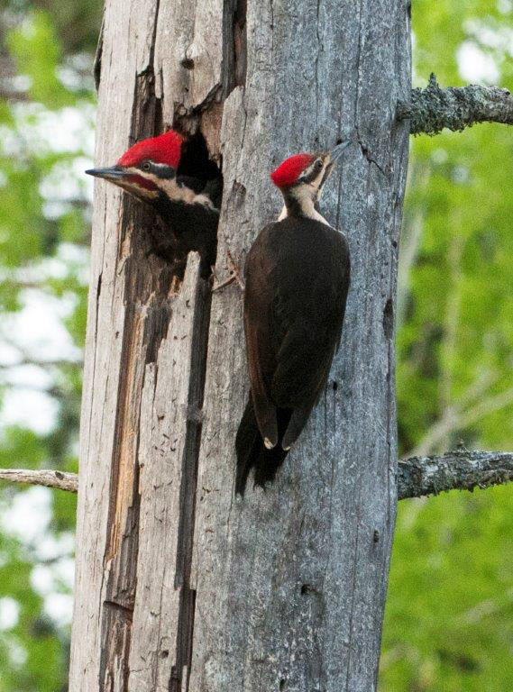 Pileated pair at nest hole