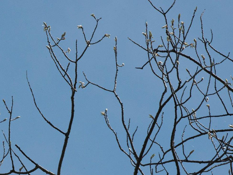 Big-toothed aspen leaves