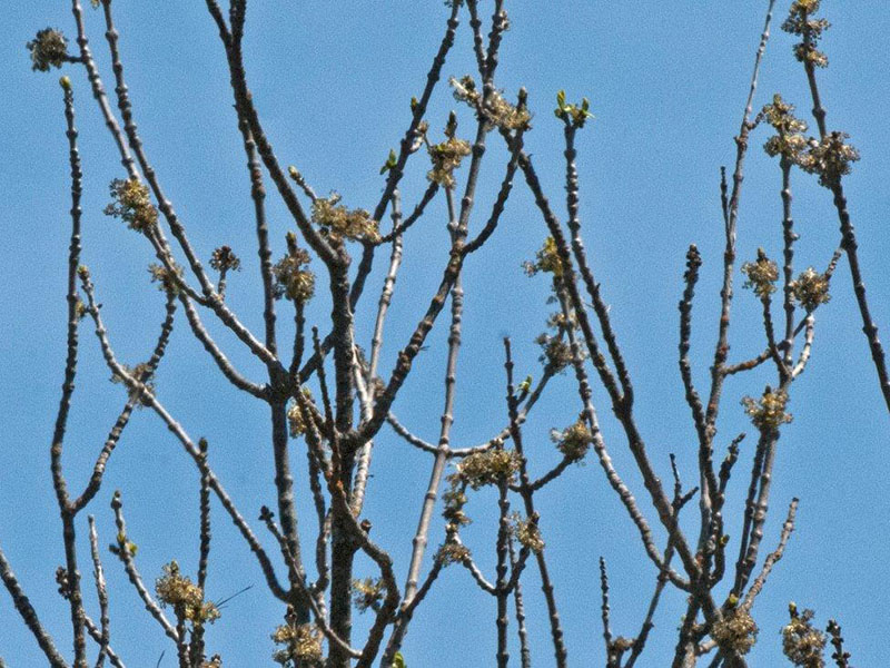 Black ash flowers
