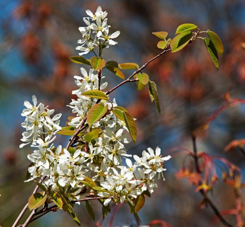 Juneberry flowers